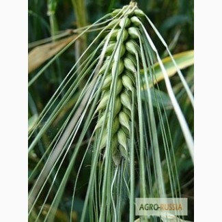 Семена Озимой пшеницы Юка