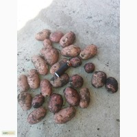 Продажа картофеля сорт Беллароза