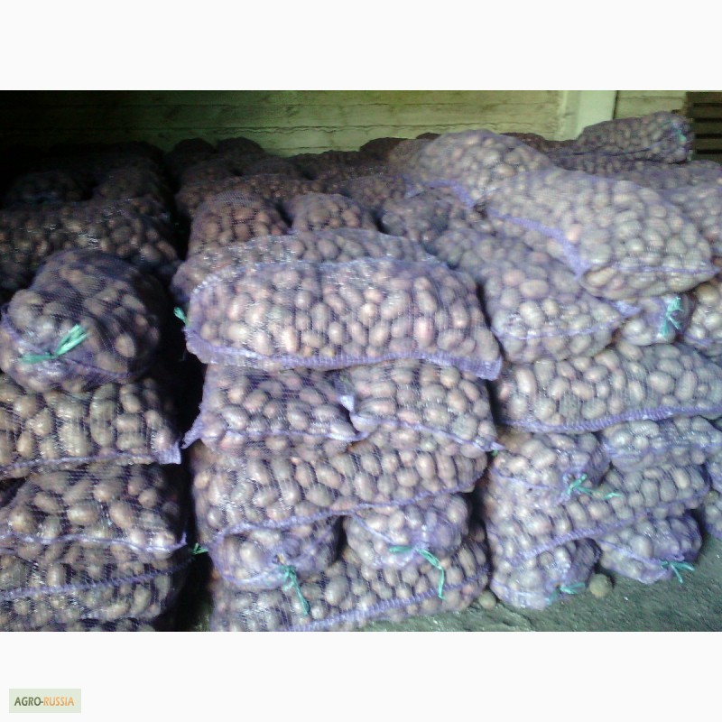 Фото 4. Продажа картофеля сорт Беллароза