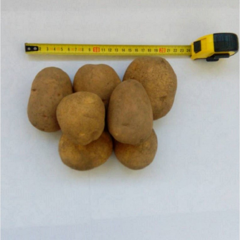 Фото 2. Картофель продовольственный Винета 5+ от производителя РБ