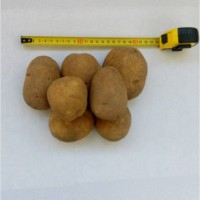 Картофель продовольственный Винета 5+ от производителя РБ