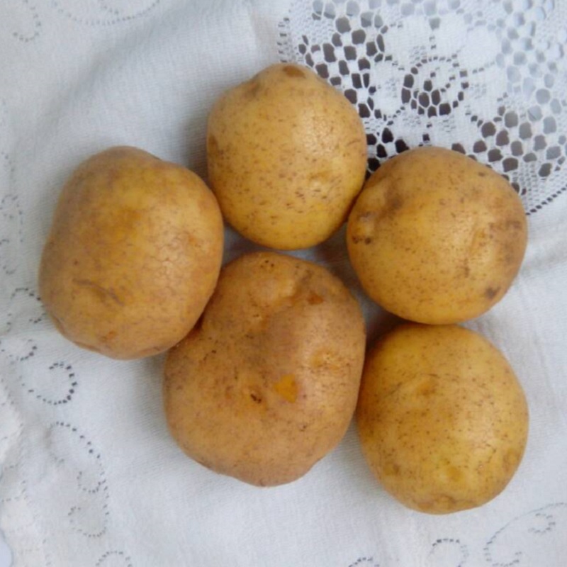 Фото 4. Картофель продовольственный Винета 5+ от производителя РБ