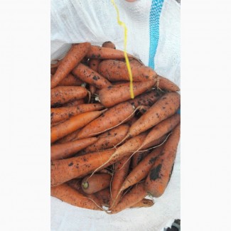 Продаётся морковь