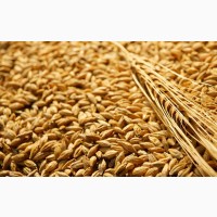 Пшеница 4 класс 20.000 тонн