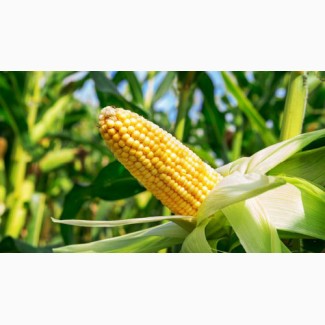 Семена кукурузы РОСС 140 СВ