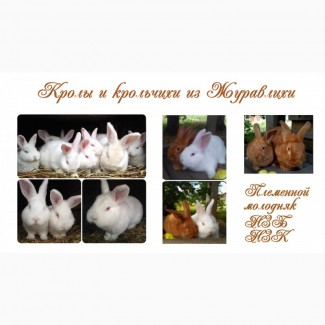 Кролики мясной новозеландской породы НЗБ.НЗК