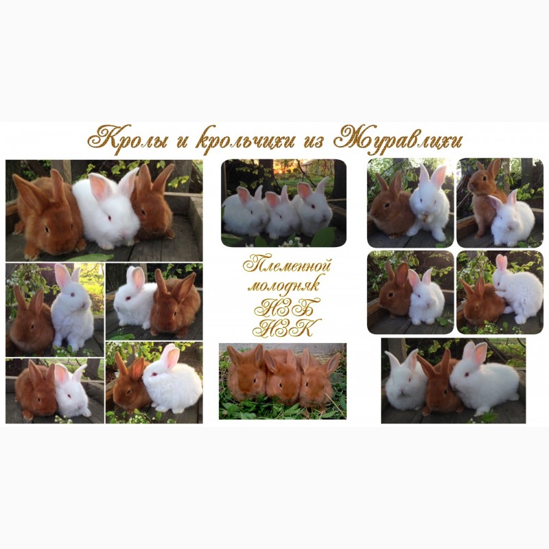 Фото 2. Кролики мясной новозеландской породы НЗБ.НЗК