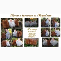 Кролики мясной новозеландской породы НЗБ.НЗК