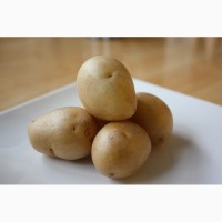 Продам семенной картофель, сорт гала