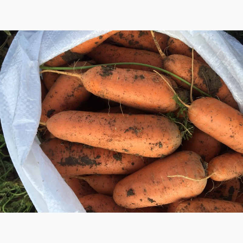 Фото 2. Продам морковь, сорт абако и каскад