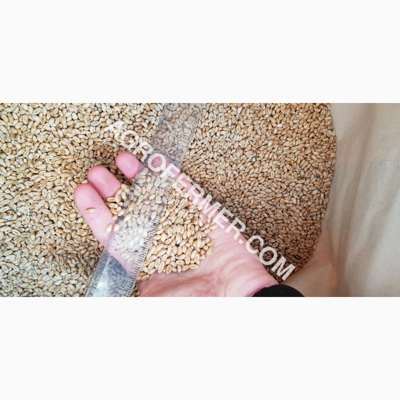 Фото 10. Семена пшеницы сорт FOX мягкий Канадский трансгенный сорт двуручки (элита)