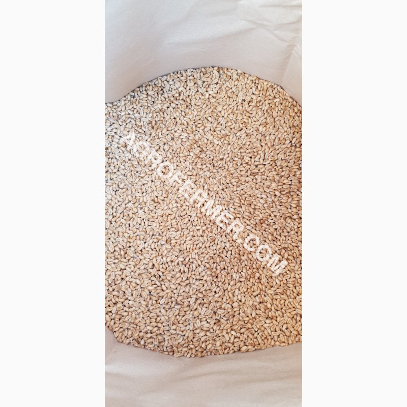 Фото 6. Семена пшеницы сорт FOX мягкий Канадский трансгенный сорт двуручки (элита)