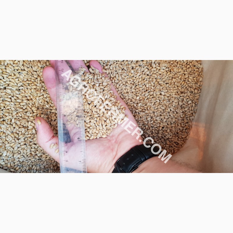 Фото 8. Семена пшеницы сорт FOX мягкий Канадский трансгенный сорт двуручки (элита)