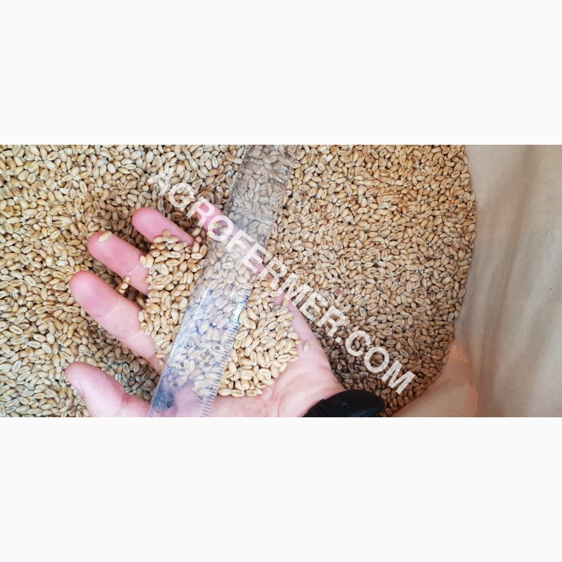 Фото 9. Семена пшеницы сорт FOX мягкий Канадский трансгенный сорт двуручки (элита)