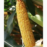 Семена гибридов кукурузы РОСС 195 МВ (ФАО 180) производство HYBRID SK