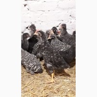 Продам подрощенных цыплят
