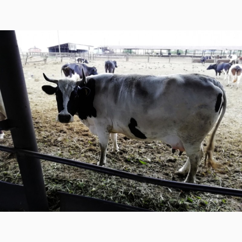 Фото 2. Продажа крс: коровы, телки, быки, телята