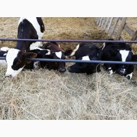 Продажа крс: коровы, телки, быки, телята