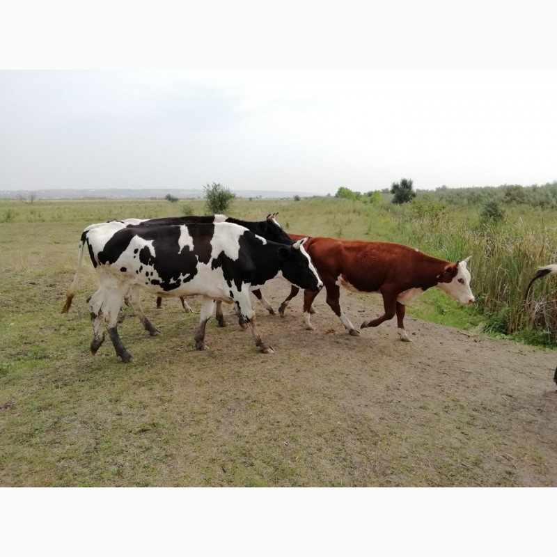 Фото 5. Продажа крс: коровы, телки, быки, телята