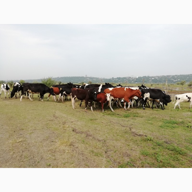 Фото 8. Продажа крс: коровы, телки, быки, телята