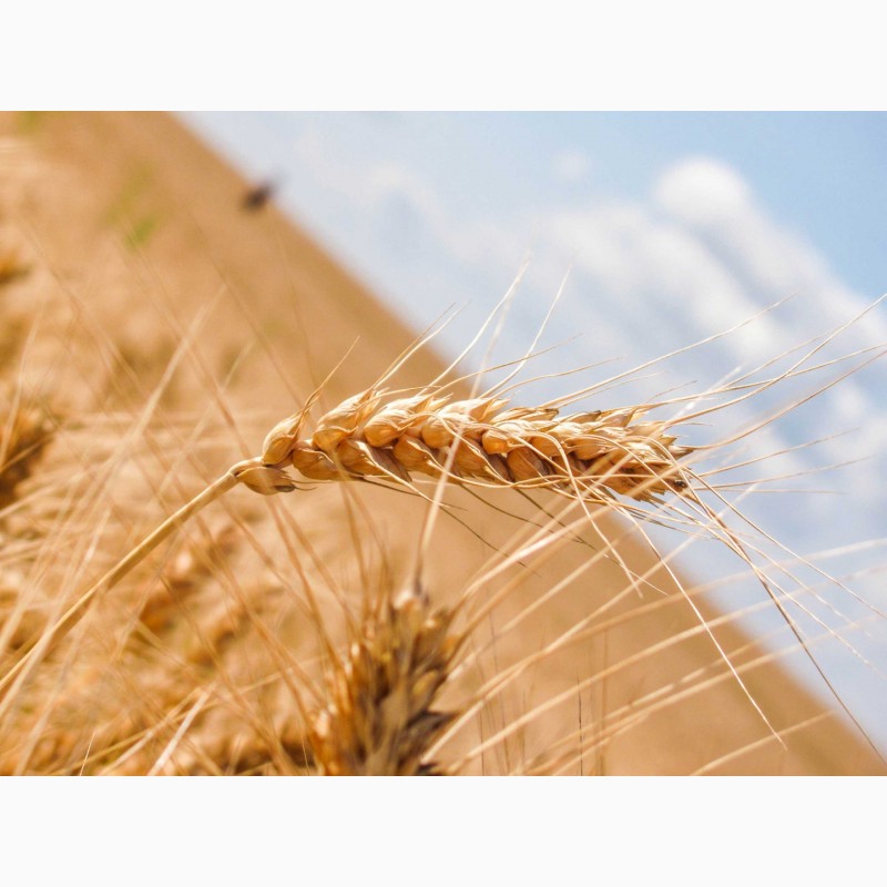 Продам семена озимой пшеницы 2019,  семена озимой пшеницы 2019 .