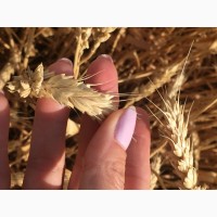Семена озимой пшеницы сорт Дуплет ЭС/РС1/РС2