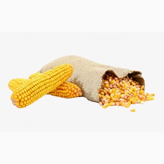 Продам кукурузу 180$/тонна CIF