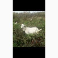 Продам Зааненских коз, козла и козлят