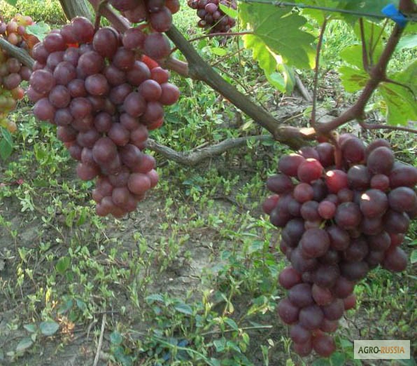 Фото 4. Саженцы и черенки винограда с доставкой до подъезда