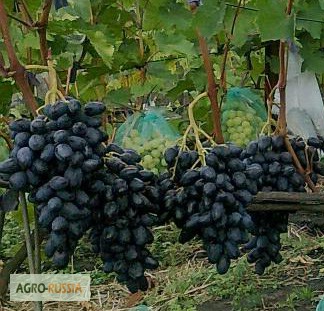 Фото 5. Саженцы и черенки винограда с доставкой до подъезда
