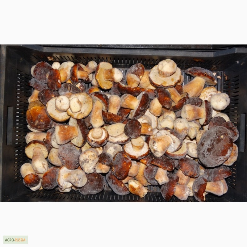 Фото 2. Продам замороженные белые грибы