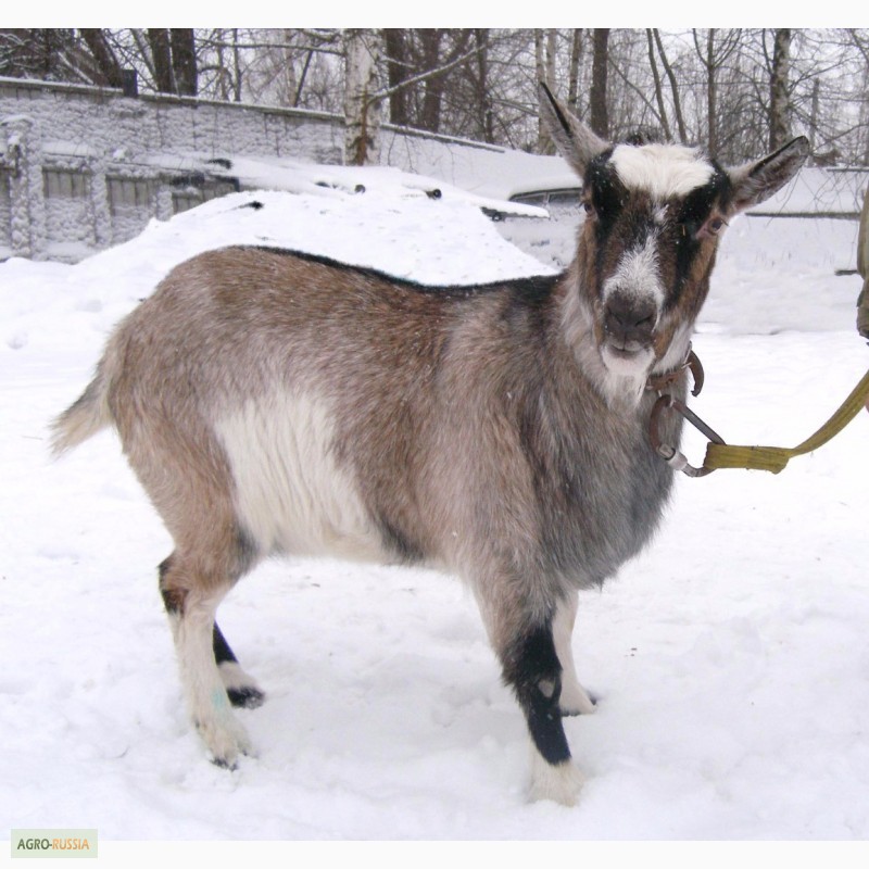 Фото 3. Продам камерунских коз