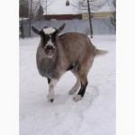 Продам камерунских коз