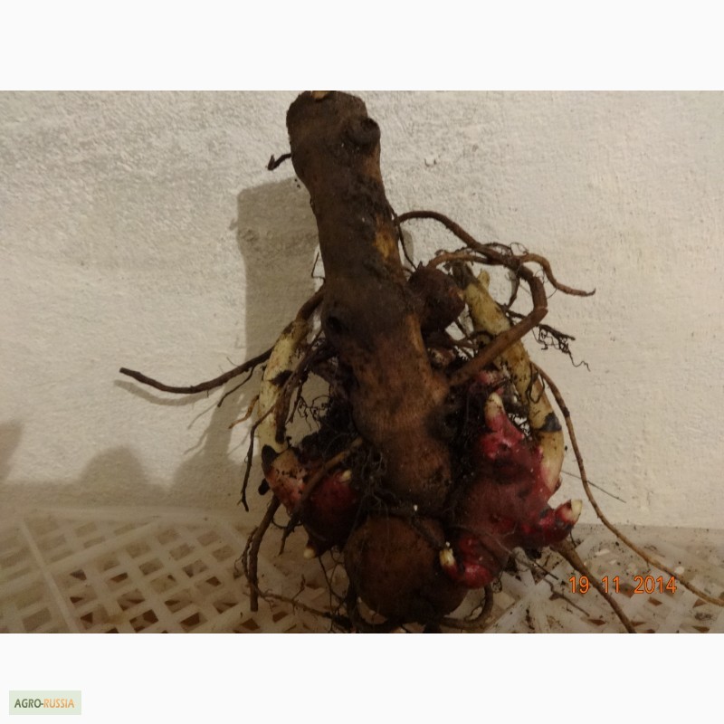 Фото 3. Саженцы, клубни якона, батата - растений 21 века