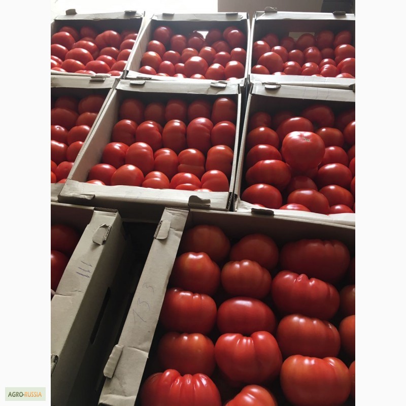 Фото 4. Продам огурцы и помидоры