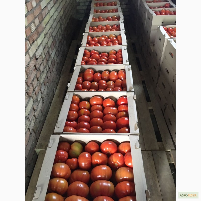 Фото 5. Продам огурцы и помидоры