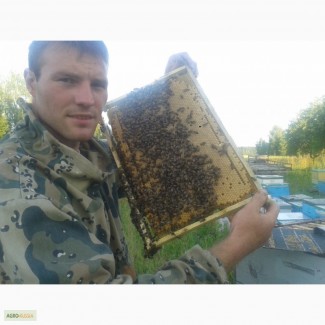 Продаю пчеломаток от Михаила Геращенко