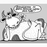 Коровы/телки - искусственное осеменение