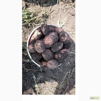 Картофель с Алтайских полей