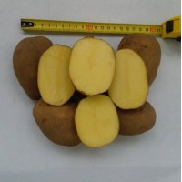 Картофель продовольственный Волат 5+ от производителя РБ