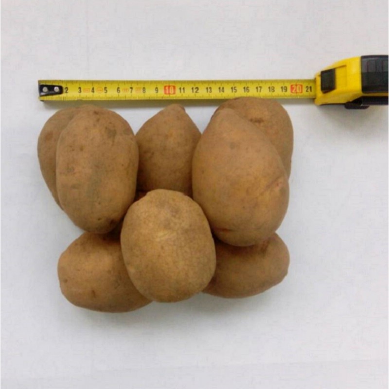 Фото 4. Картофель продовольственный Волат 5+ от производителя РБ