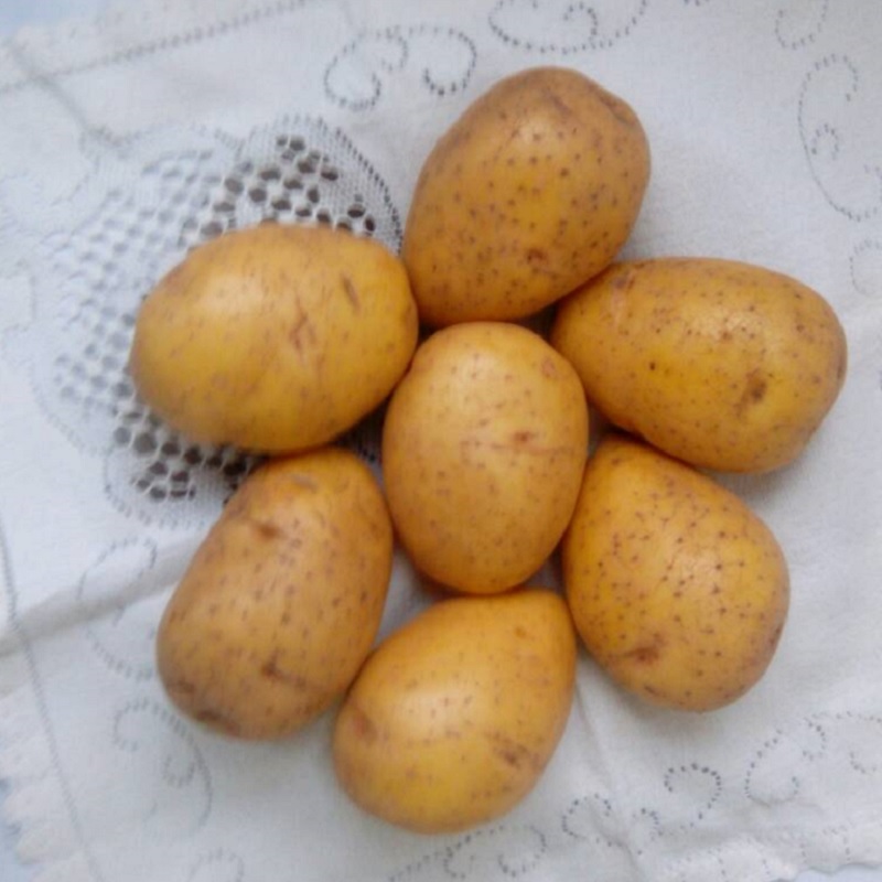 Фото 5. Картофель продовольственный Волат 5+ от производителя РБ