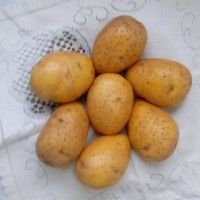 Картофель продовольственный Волат 5+ от производителя РБ