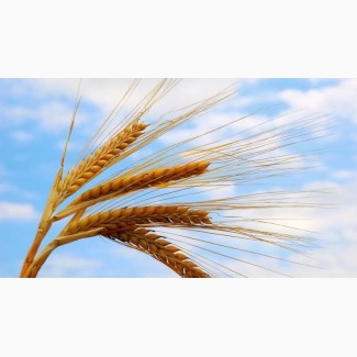 Пшеница 4 класс 3000 тонн
