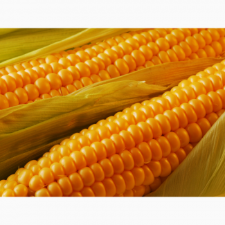 Семена кукурузы Росс 199 МВ (2016-2017 г.)