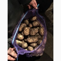 Продовольственный картофель, калибр 5