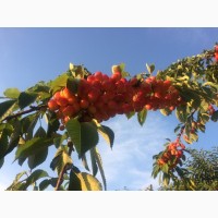 Саженцы плодовых деревьев (оптом)