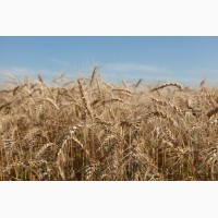 Оптовая продажа пшеницы и ячменя
