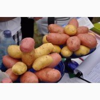 Продается картофель