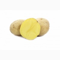 Картофель семенной сорт Гала